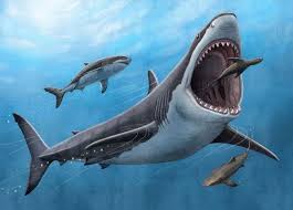 Hewan Langka & Termahal Yang Ada Di Indonesia